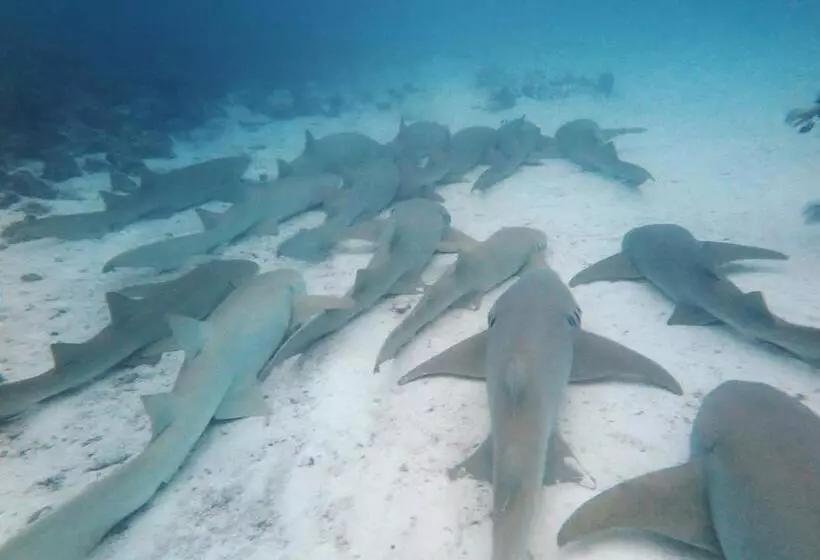 پانسیون Seena Inn