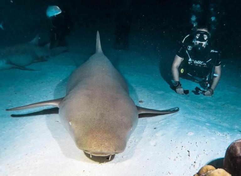 پانسیون Seena Inn