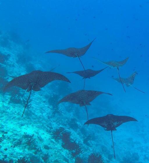 پانسیون Seena Inn