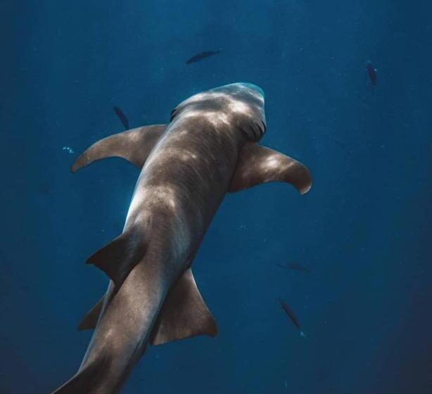 پانسیون Seena Inn