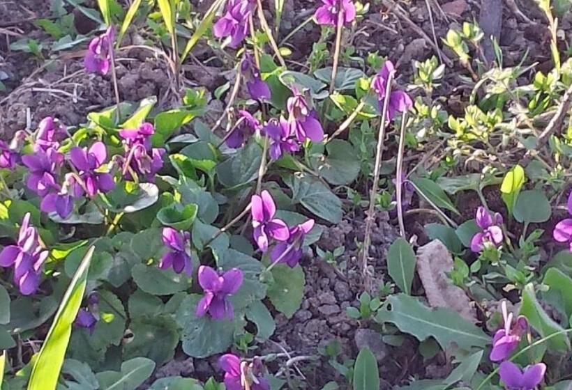 פנסיון Ca Angiola