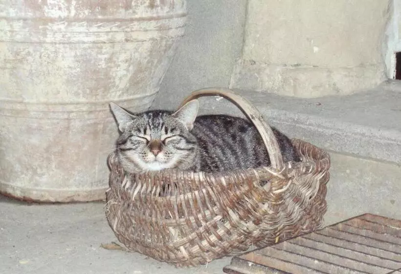 Aamiaismajoitus (B&B) A La Mare Du Vieux Chêne