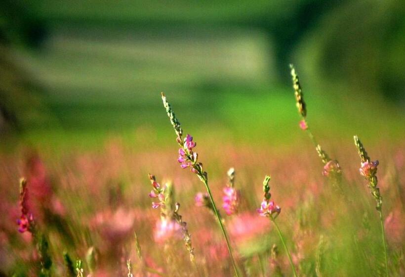 צימר Bed & Relax Sinestesia