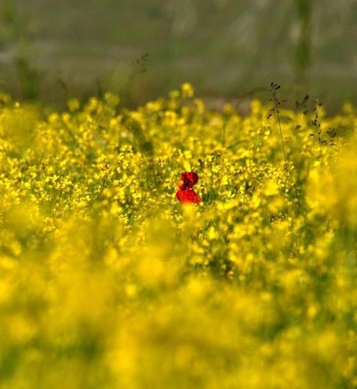 צימר Bed & Relax Sinestesia