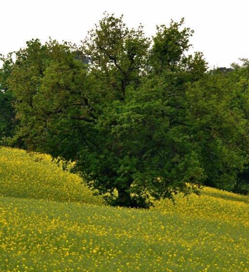 צימר Bed & Relax Sinestesia