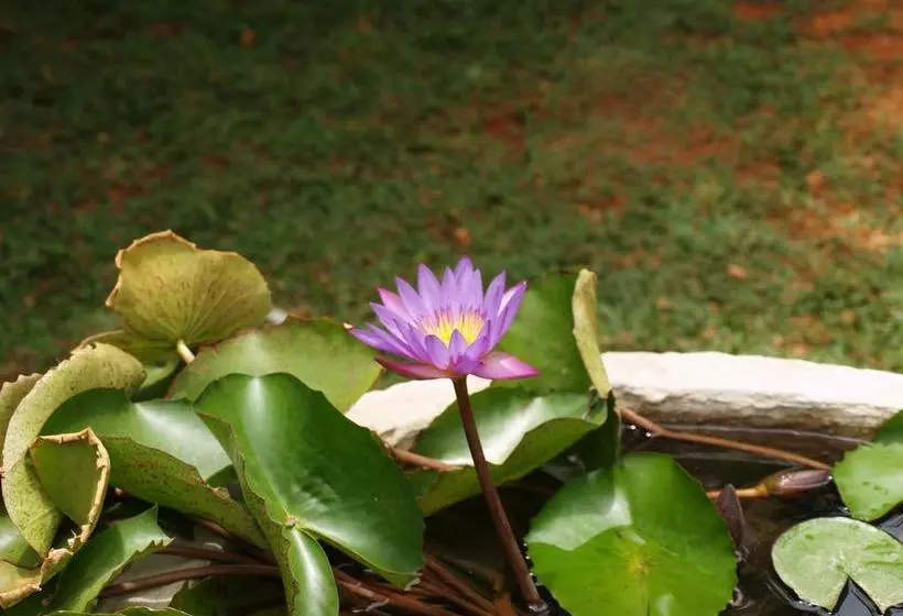 酒店 Welimaluwa Resort