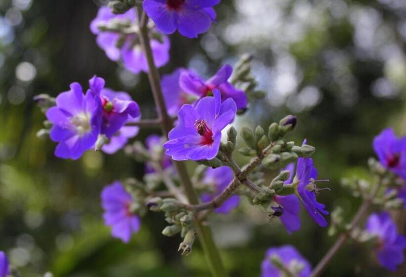 酒店 Loma Real Hot Springs Bed & Breakfast