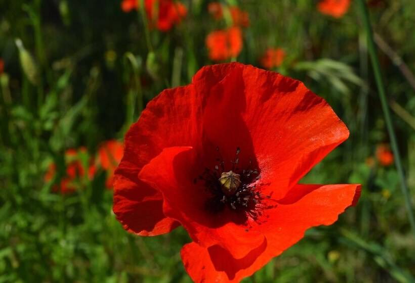 Отель Tenuta Le Colonie