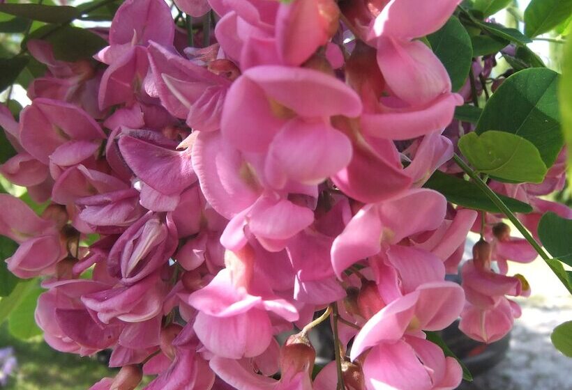 Отель Tenuta Le Colonie