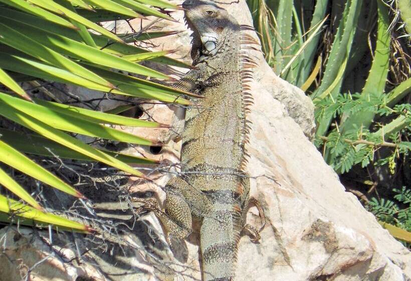 Aruba Cunucu Residence