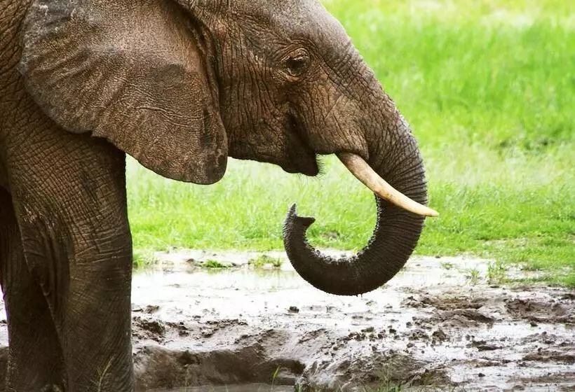 هتل Gwango Elephant Lodge