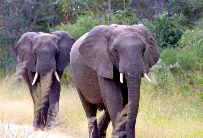 هتل Gwango Elephant Lodge