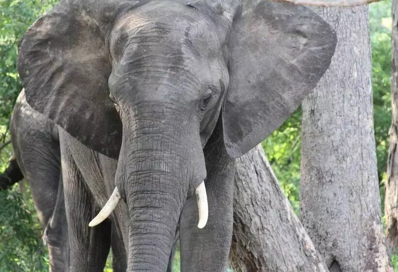 هتل Gwango Elephant Lodge