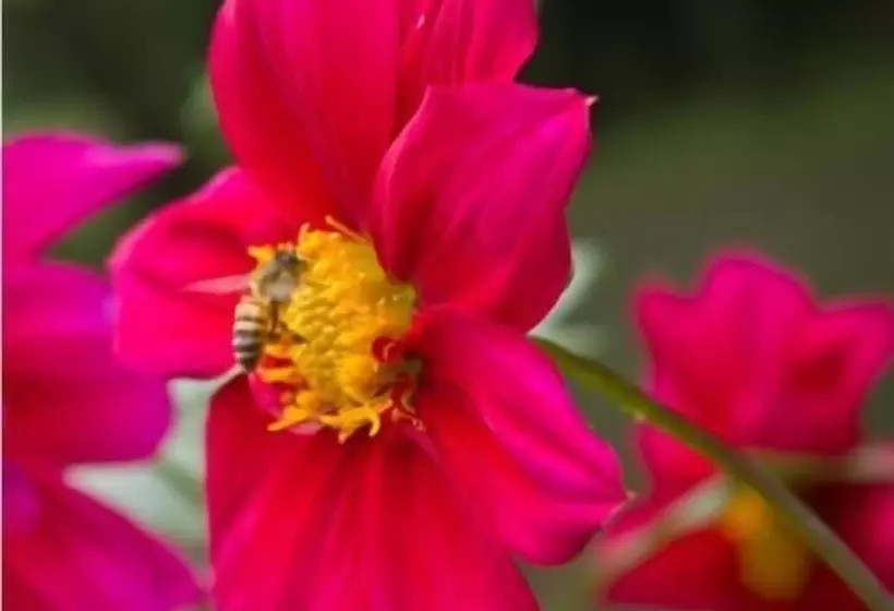 هتل Bunyonyi Safaris Resort