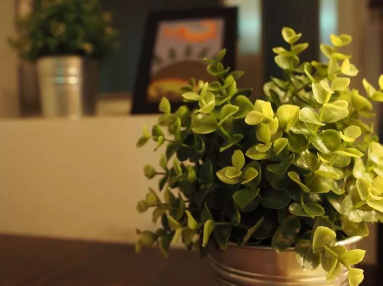 Panda S Hostel Elegant