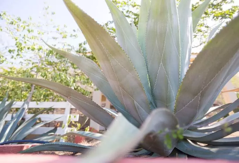 پانسیون O Casarao Guesthouse