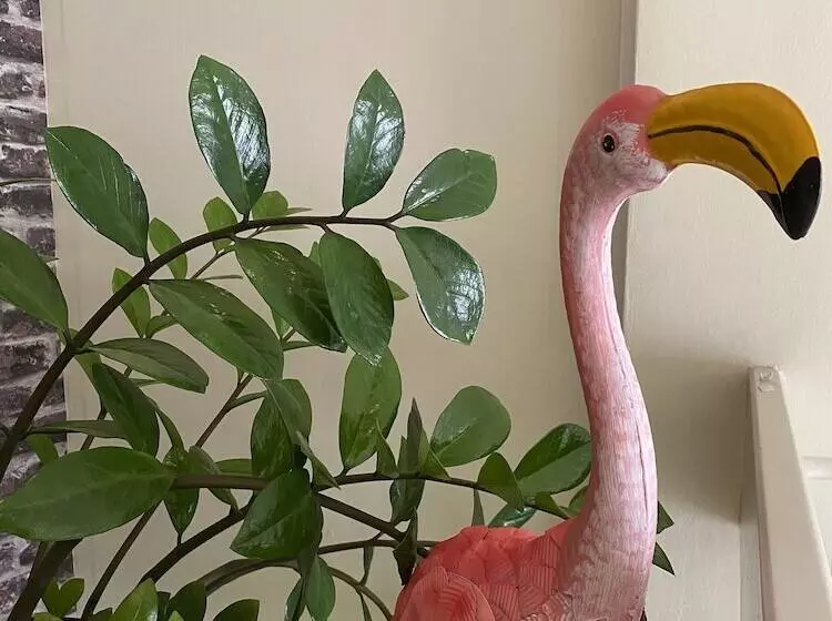 پانسیون O Casarao Guesthouse