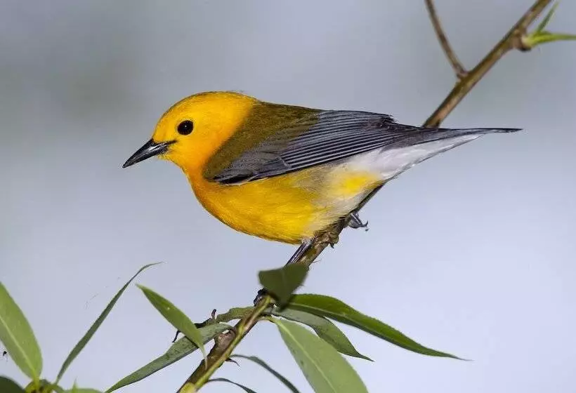 Отель Maumee Bay Lodge And Conference Center