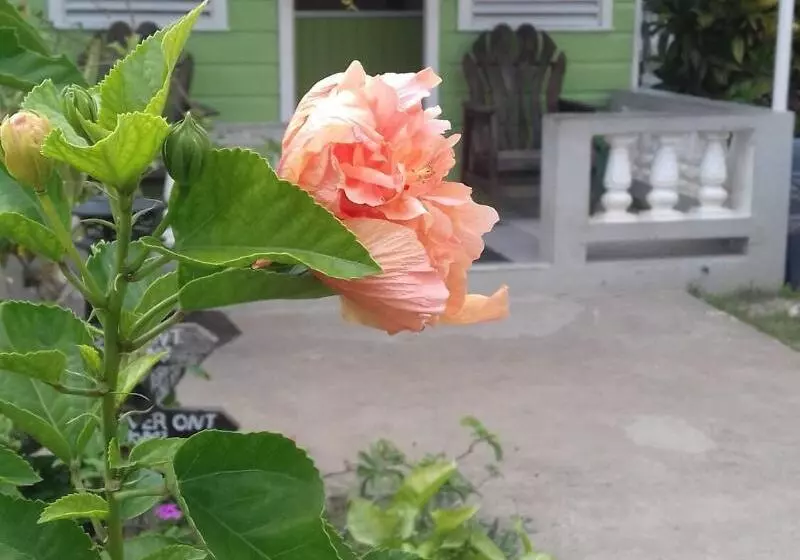 پانسیون Roots Bamboo Beach Resort