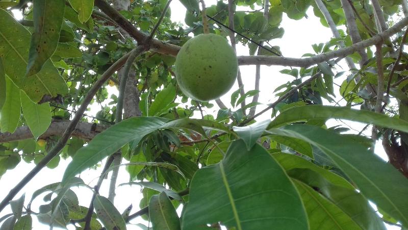 پانسیون Roots Bamboo Beach Resort