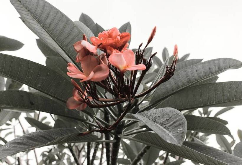 酒店 Baleku Senggigi