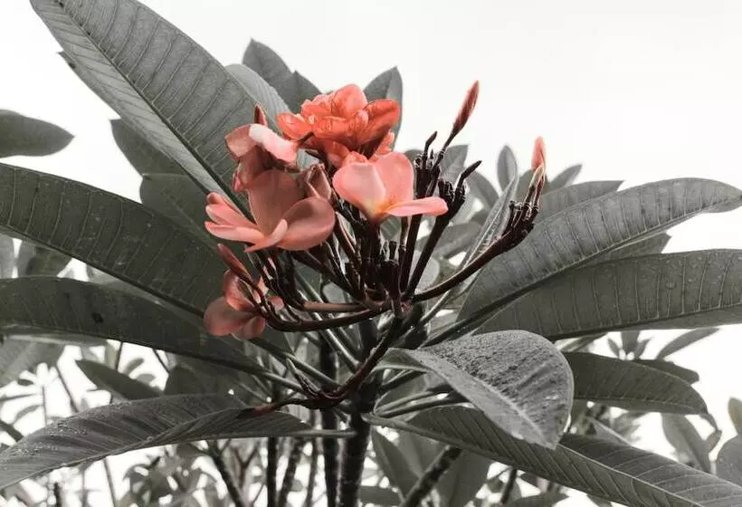 Отель Baleku Senggigi