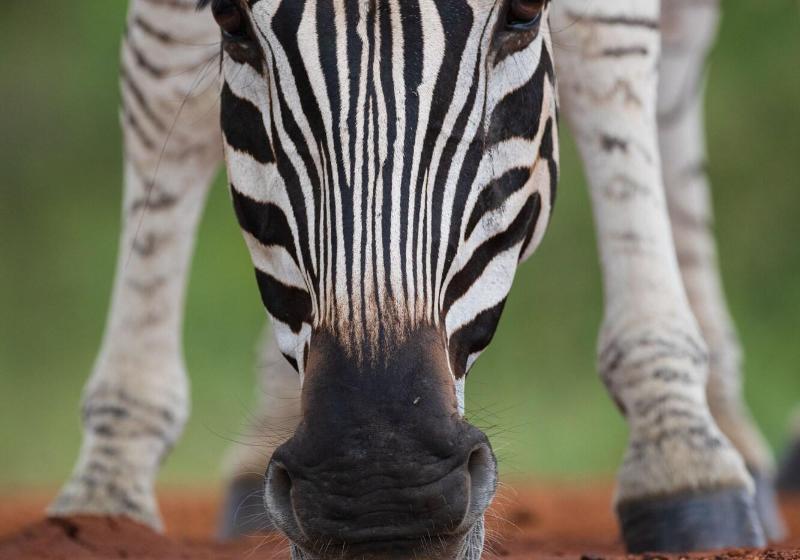 ホテル Indlovu River Lodge