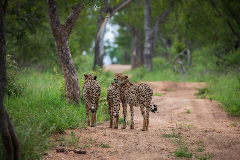 ホテル Indlovu River Lodge