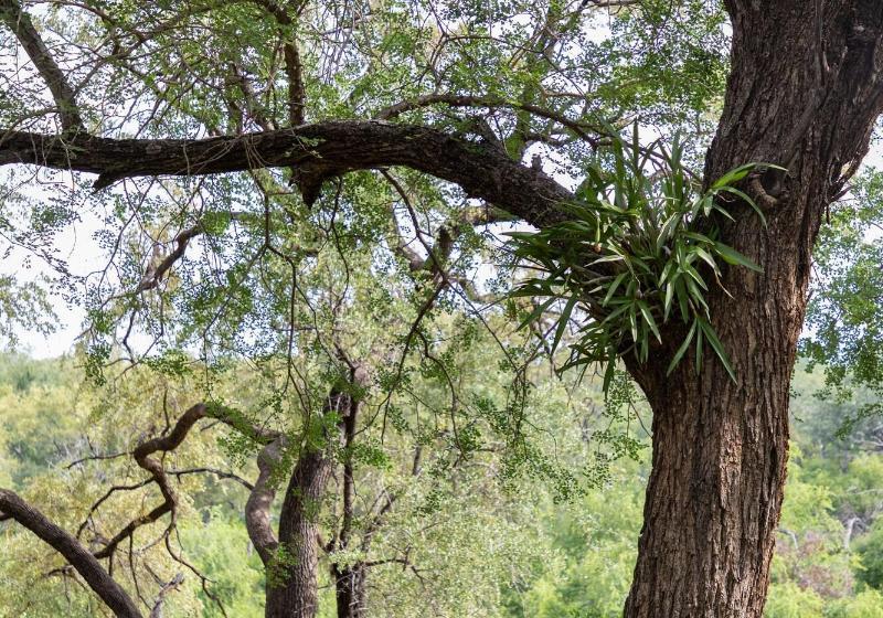 ホテル Indlovu River Lodge