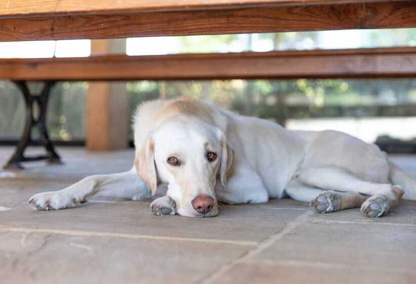 住宿加早餐  Hurst Farm