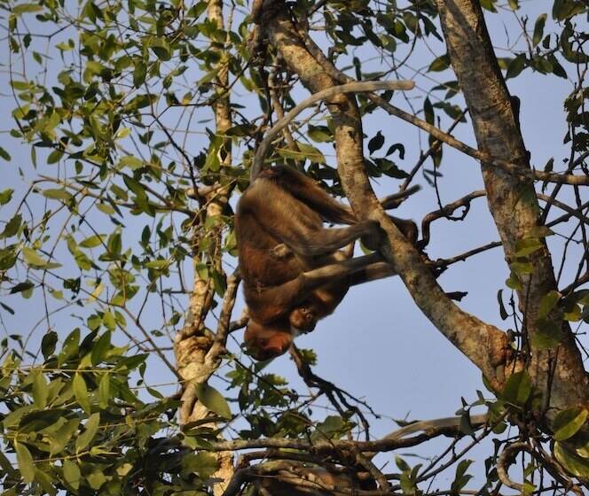 ホテル Samboja Lodge