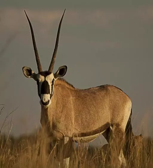 Отель Forum Homini Boutique