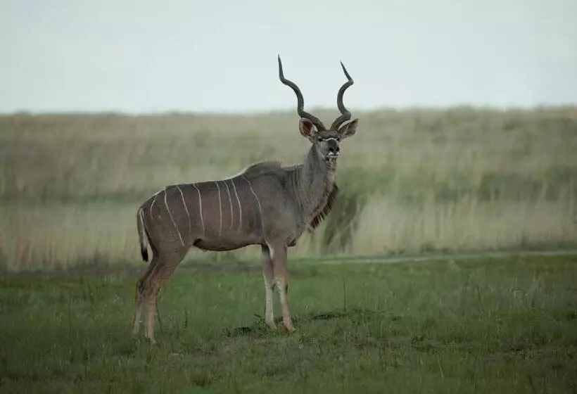 Отель Forum Homini Boutique