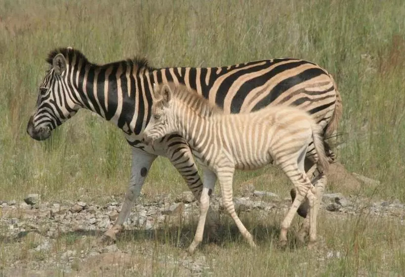 Отель Forum Homini Boutique