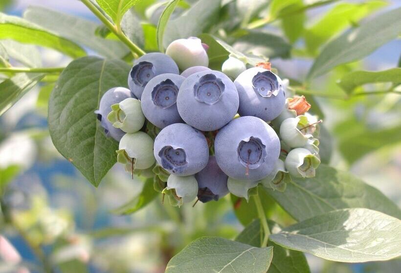 ホテル Ooedo Onsen Monogatari Wanwan Resort Yataya Shotoen