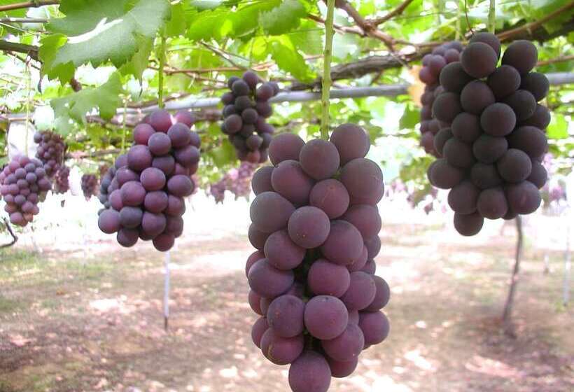 ホテル Ooedo Onsen Monogatari Wanwan Resort Yataya Shotoen