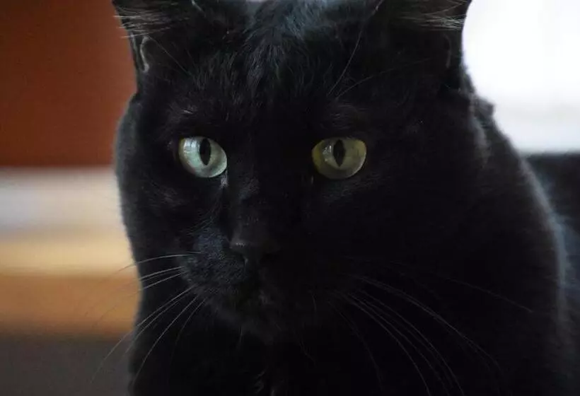 Пансион Polaris