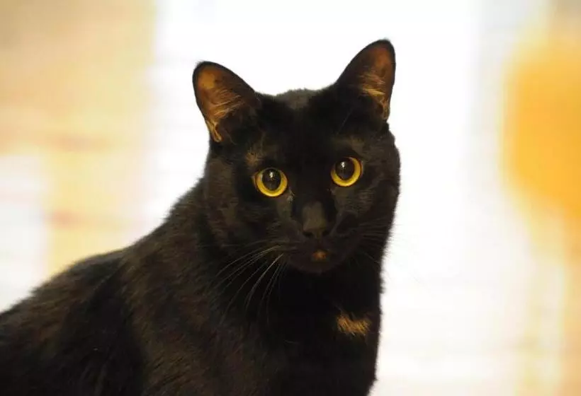 Пансион Polaris