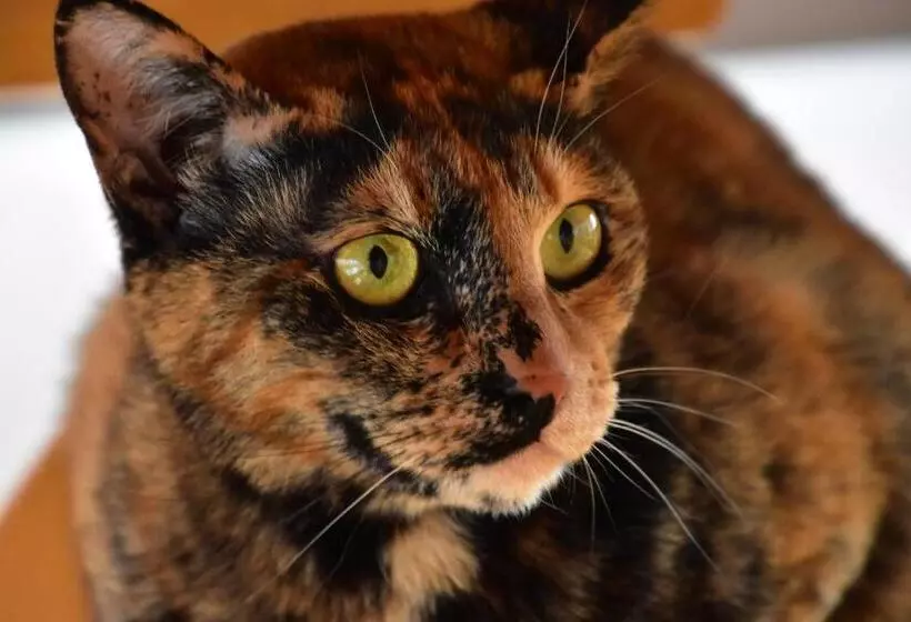 Пансион Polaris