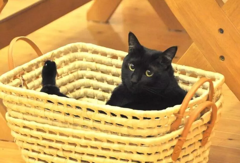 Пансион Polaris