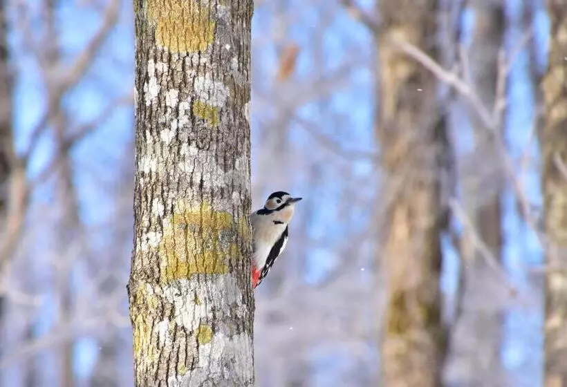 Пансион Polaris