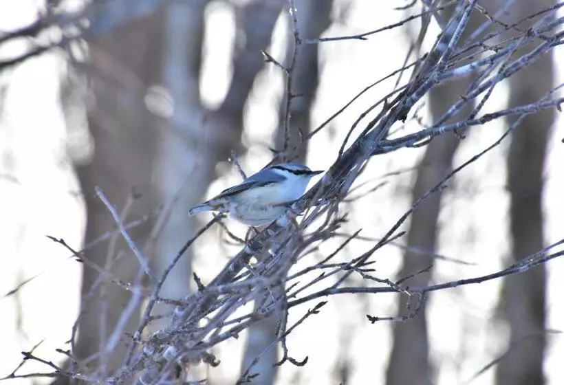 Пансион Polaris