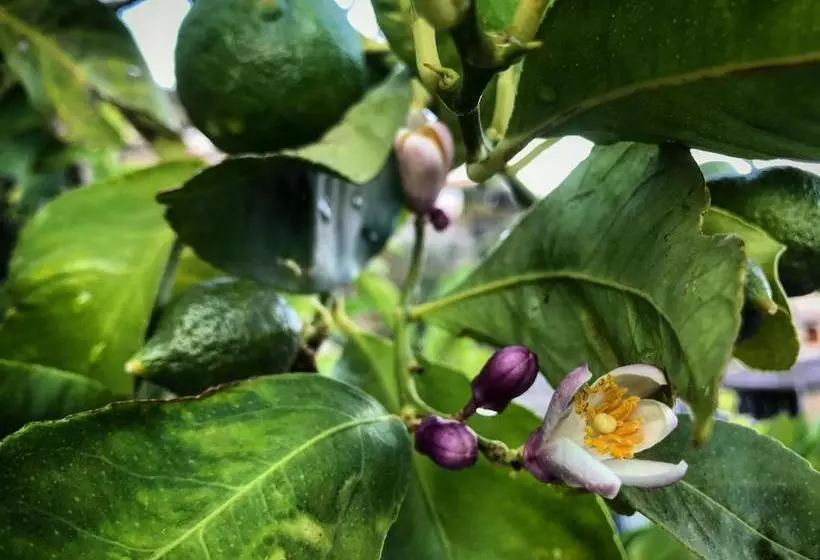 Ravello Views Apartment