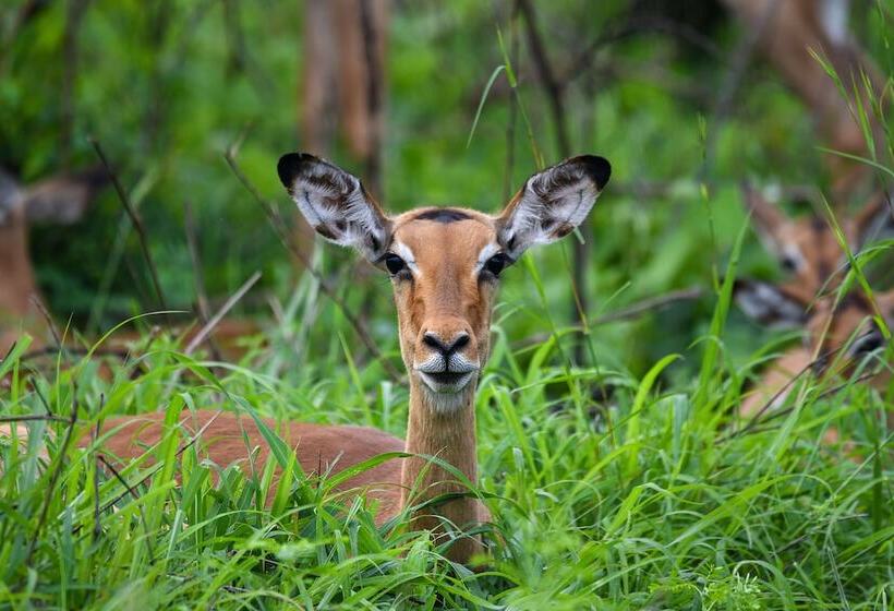 Отель Mziki Safari Lodge