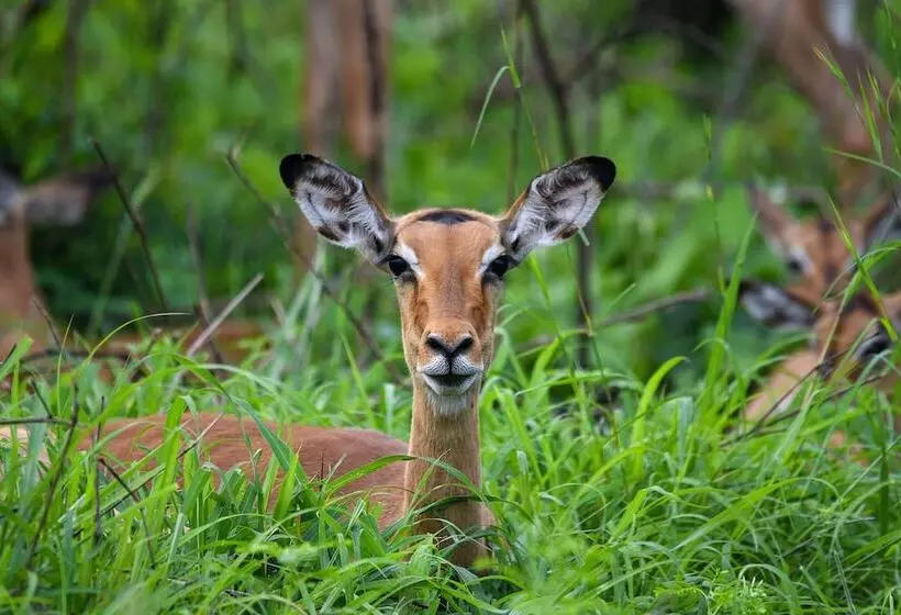 Hotel Mziki Safari Lodge
