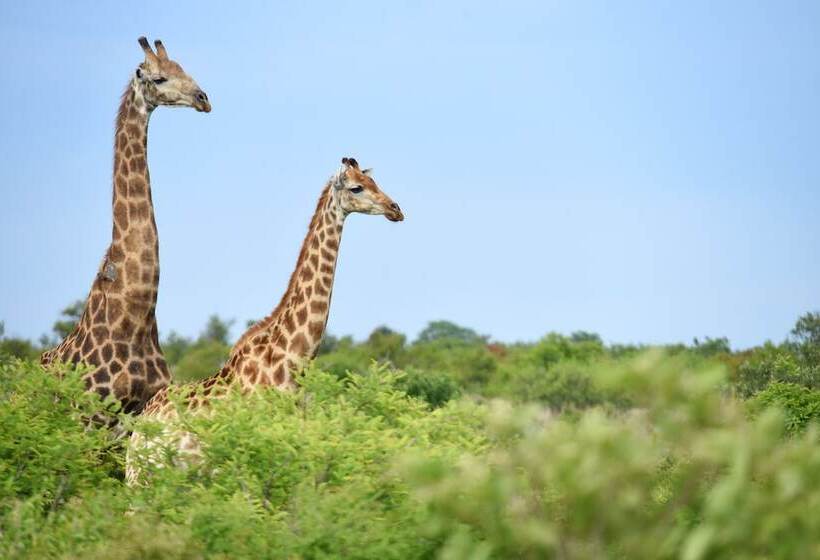 Отель Mziki Safari Lodge