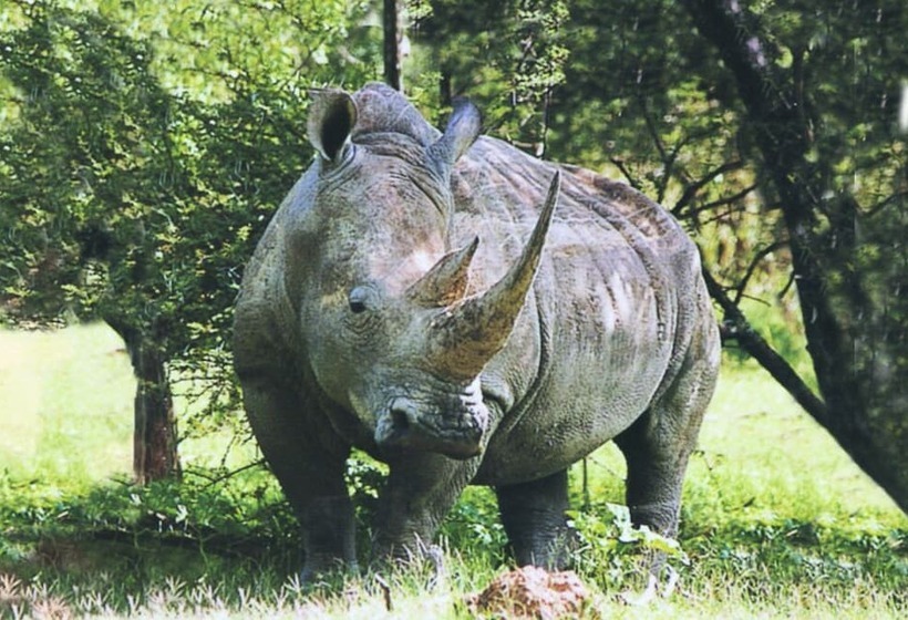 Отель Mziki Safari Lodge