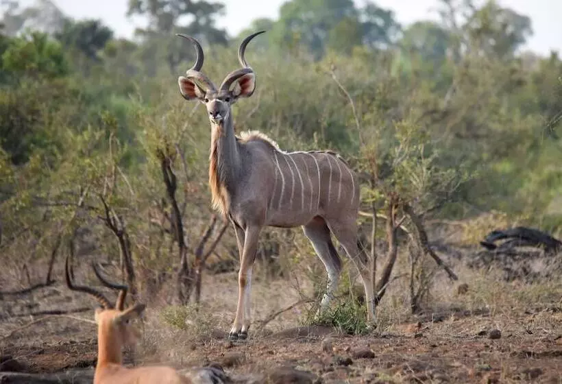 Hotel Mziki Safari Lodge