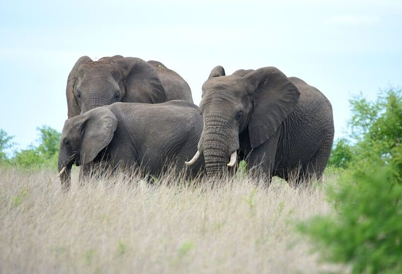 Отель Mziki Safari Lodge