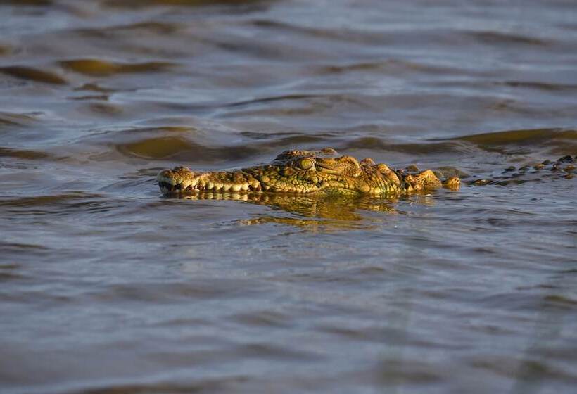 Отель Mziki Safari Lodge
